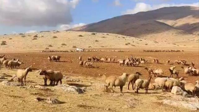 חיילי צה"ל הבריחו עדר כבשים