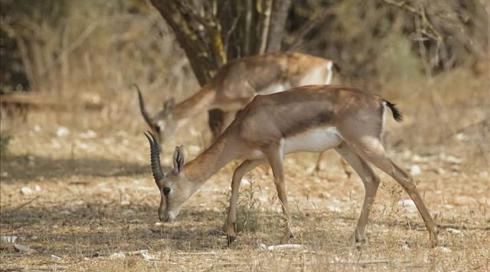 54 צבאים בדקה: כך נראה עמק הצבאים בלב ירושלים