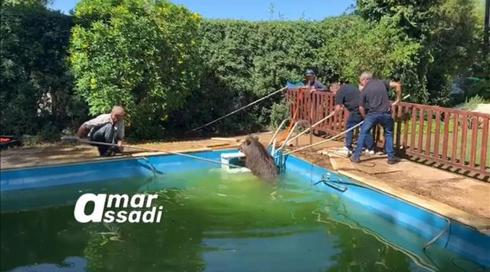 תיעוד: מחלצים חזיר בר מבריכה בחיפה - ונמלטים