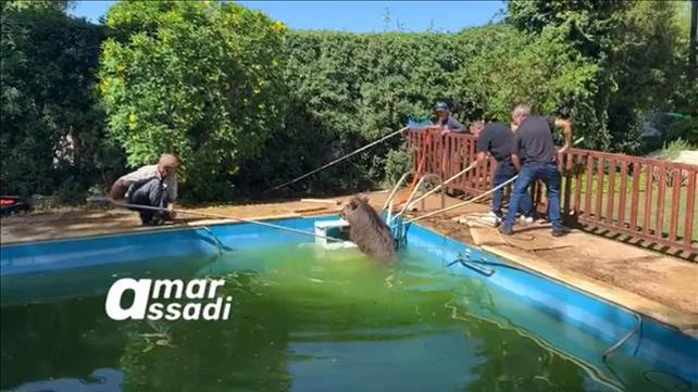 חילוץ חזיר בר מבריכה בחיפה, 22.04.21