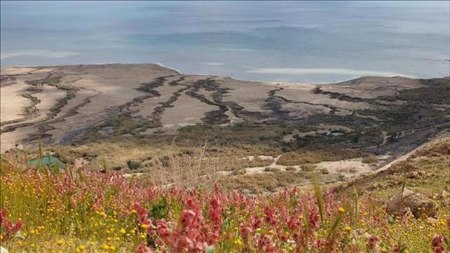פריחה בים המלח 