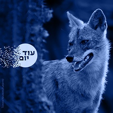 תנים כחול ריבועי