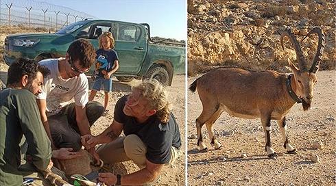 הפריעו לפעילות: 3 יעלים חולצו מבסיס רמון בנגב