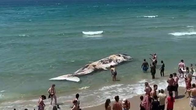גופת לווייתן שנסחפה לחוף בתל אביב 20.05.22