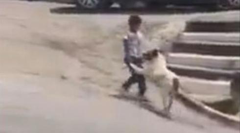ראש העיר חברון על סערת הכלבים: "זה היה בהומור"