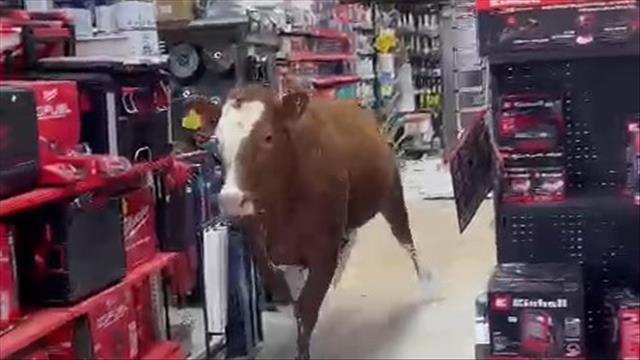 פרה בעסק במושב אמונים 