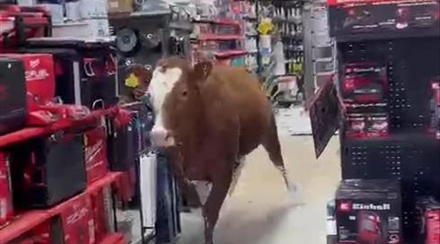 תיעוד: פרה נכנסה לחנות במושב בדרום
