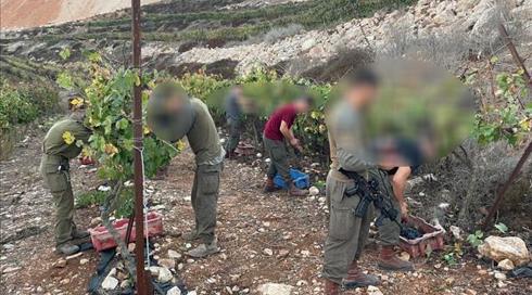 לוחמים התנדבו בבציר ענבים ביצהר - בניגוד לנהלים