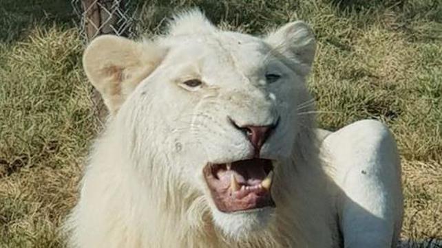 אריה, גן החיות בבאר שבע נגב ZOO