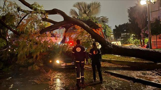 עץ שקרס בתל אביב