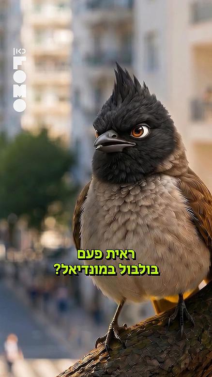 ציפורים במונדיאל.כאן FOMO