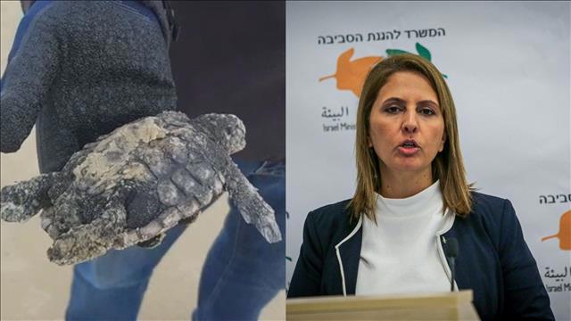 גילה גמליאל וצב מכוסה זפת