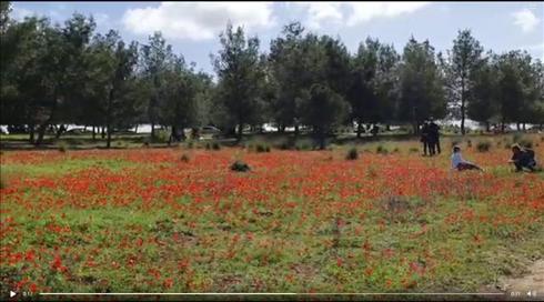 שבת ראשונה אחרי הסגר: רבבות מטיילים ברחבי הארץ, עומסי תנועה בכבישים