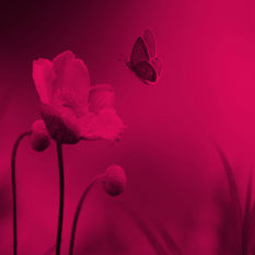 cat16736_img114693159.jpg