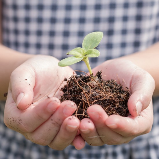 Tu Bishvat, la fiesta que nos conecta con la naturaleza