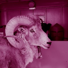 איל (כבשה בן) ענק שנתפס במסגרת מקרה השבחת כבשי ענק