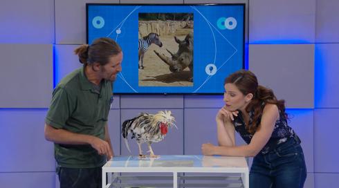 גלילאו | עונה 9 | אפשר לדבר עם חיות? ?? | פרק 36