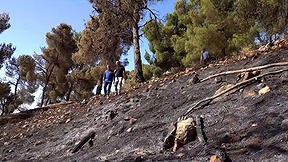נזקי השריפות