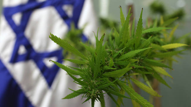 צמח קנאביס