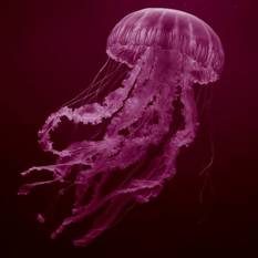Square 500X500 (416)