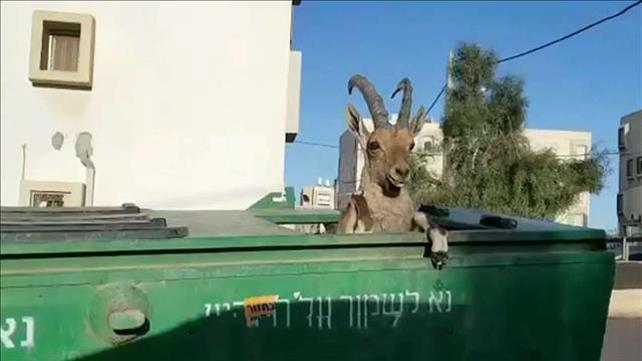 מבצע חילוץ: יעלה צעירה עם רגל שבורה ניצלה במלון בראשית