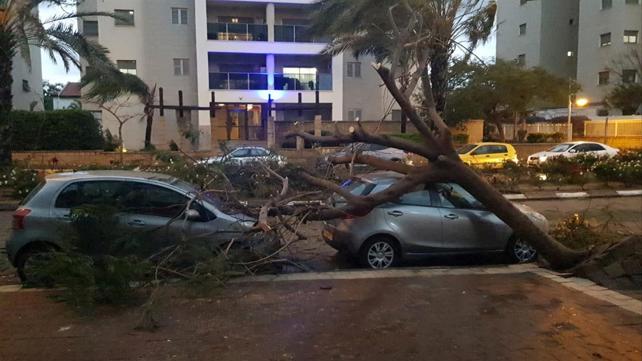 קריסת עץ על מכונית באשקלון 
