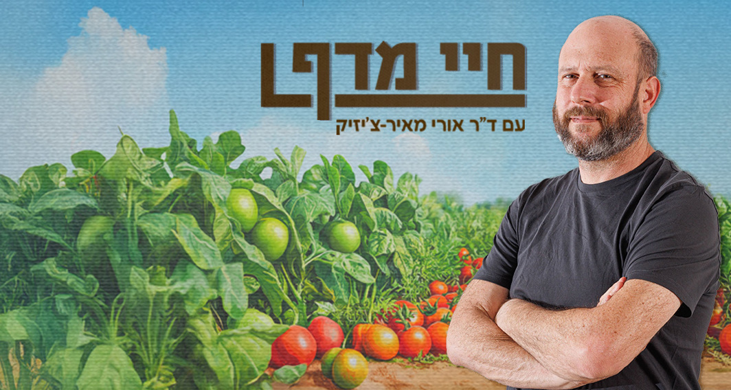 חיי מדף