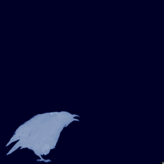 crow