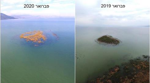 לאחר שבע שנים: האי בכינרת כמעט ונעלם