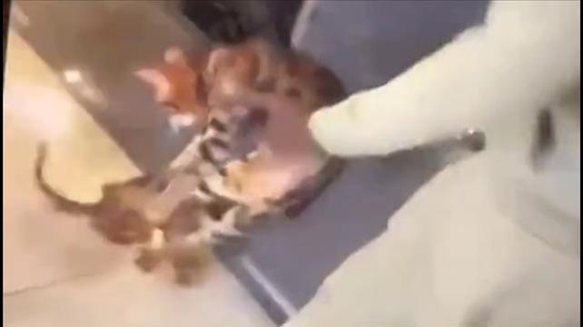קורט זומא בועט בחתול