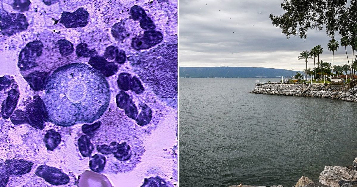 Photo : כאן 11 Un garçon de 9 ans meurt après une infection par Naegleria fowleri dans le lac de Tibériade