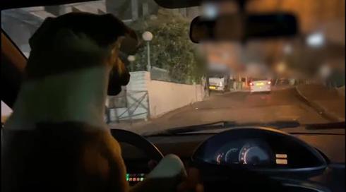 תיעוד: נתן לכלבו לנהוג - ותיעד הכול