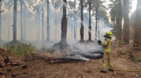 מנהל מטע התמרים שעפ"י החשד הוצת באלמוג: "יהיה לנו גדיד מאוד עצוב השנה"