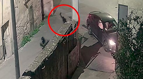 על רקע "נקמת דם": תושב כפר כנא יואשם ברצח זיד אמארה