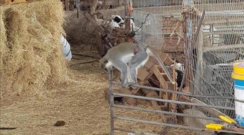עבר את הגבול: קוף ורווט נמלט מלבנון לישראל (1)