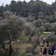 Tu Bishvat, la fiesta de los árboles y del Keren K