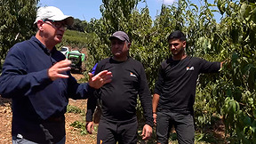 "מלאי תקווה": יוני ממרגליות לא מוותר על החקלאות בגבול הצפון