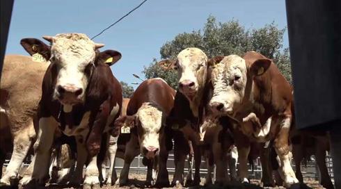 הפר המובחר: המכירה הפומבית השנתית של פרי ההרבעה בגליל