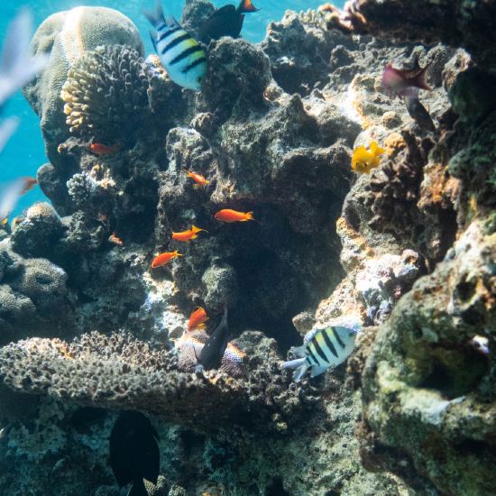 Ciencia y Tecnología Israelí: Consejos para salvar los mares