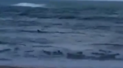 כריש נצפה בחוף במועצה האזורית חוף הכרמל