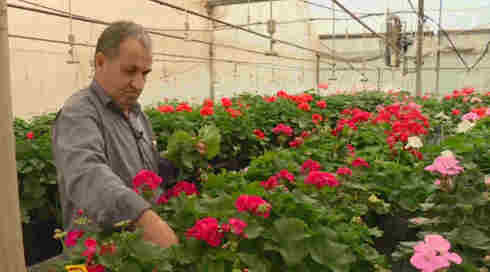 ברגע האחרון: המשרד לביטחון הפנים מתנגד לרפורמת יצוא הקנאביס