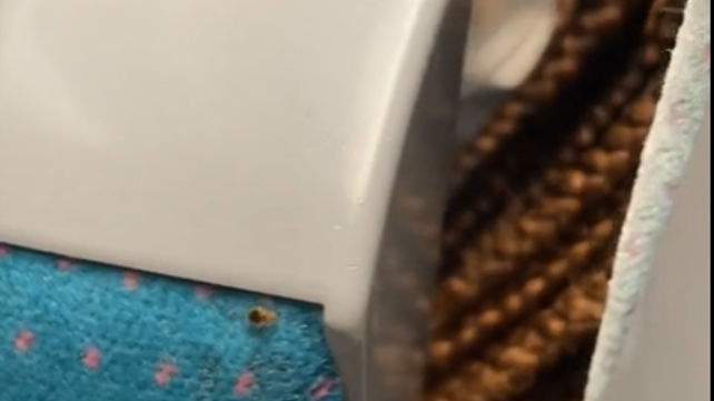 פשפשים בתחבורה הציבורית בפריז