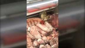 מקקים מטיילים בין המדפים: מה קורה ברמי לוי?