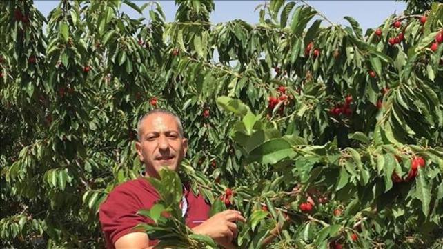 סאמר ערביד ראש חולית הפיגוע בדולב בו נרצחה רנה שנרב