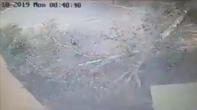 קריסת עץ בבית ספר בחדרה, 18.11.19