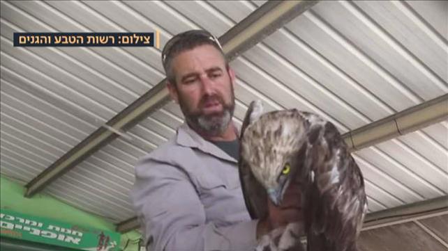 החיוואי שחולץ בנגב