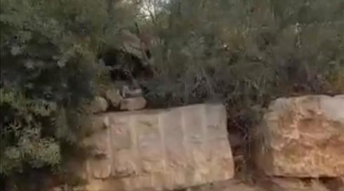 בהלה בבאר שבע: שני צבועים הסתובבו מחוץ לבית ספר בעיר