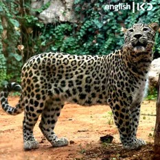 leopards