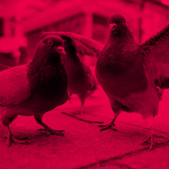 On n'est pas des pigeons ! Les frais de scolarité sont-ils justifiés ?