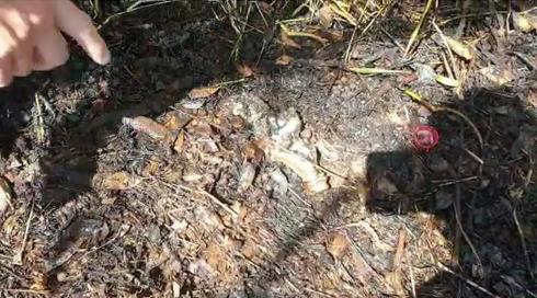 הפרות הסדר בעזה: הפלסטינים דיווחו על הרוג